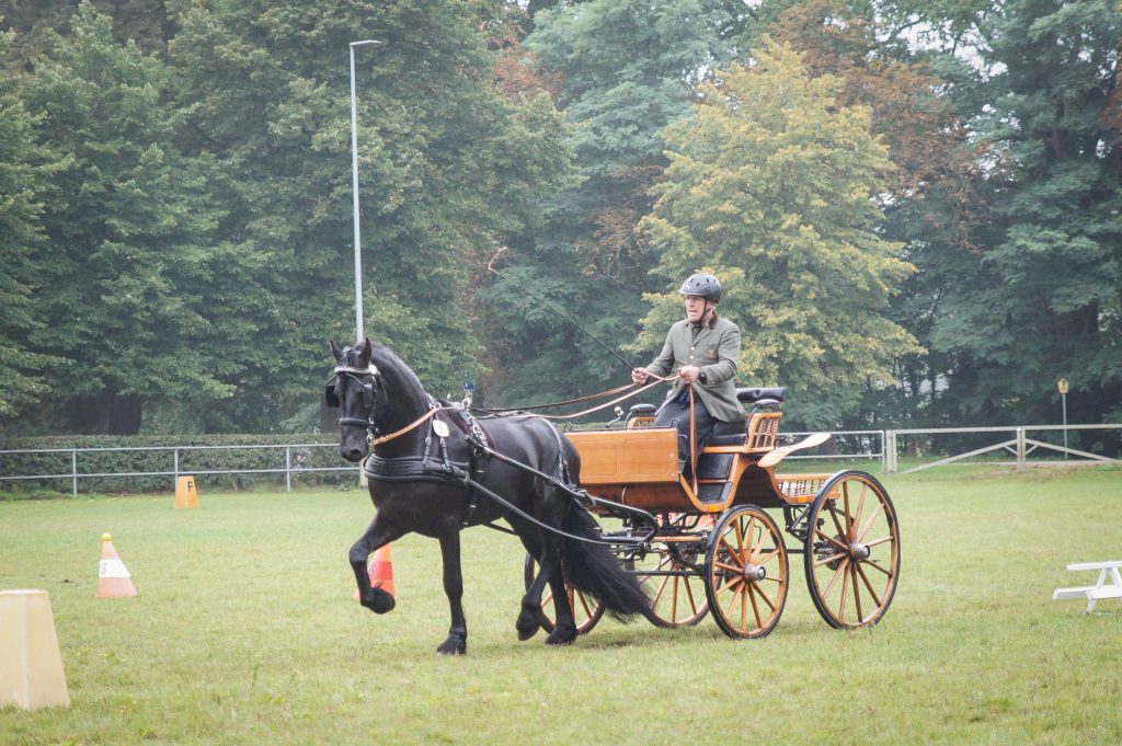 Hengstleistungsprüfung in Redefin, Fahrprüfung, 2021. Foto: ggu