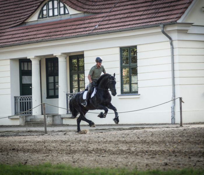 Hengstleistungsprüfung 2021, Landgestüt Redefin. Foto: ggu