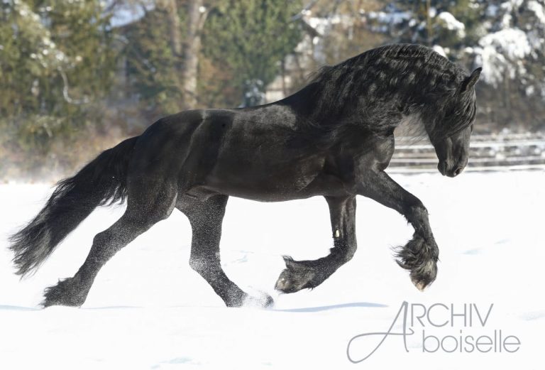 Hakon vom Bellihof, Foto: Archiv Boiselle