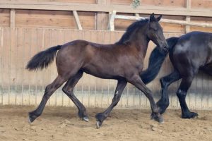 Quinja vom Urfftal, Foto: KH Fotografie