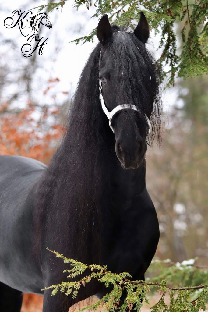 Porträt Karon vom Goldfeld, K. H. Fotografie