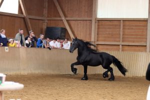 Deckhengst Hakon vom Belliihof. Foto: k.h. Fotografie