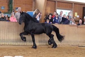 Deckhengst Hakon vom Belliihof. Foto: k.h. Fotografie