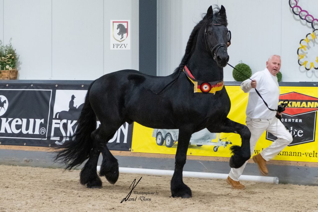 Hektor vom Urfftall, Sieger "Althengste", Foto: ggu