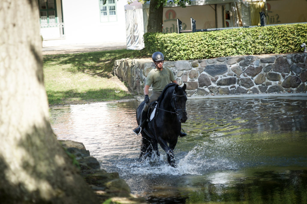 Hengstleistungsprüfung Redefin, Geländeprüfung mit Wasserdurchritt, Foto: ggu