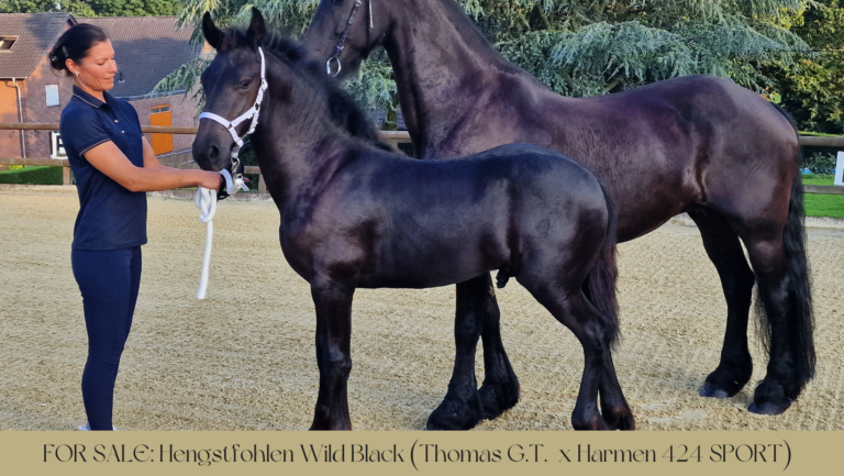 FPZV_Hengstfohlen Wild Black