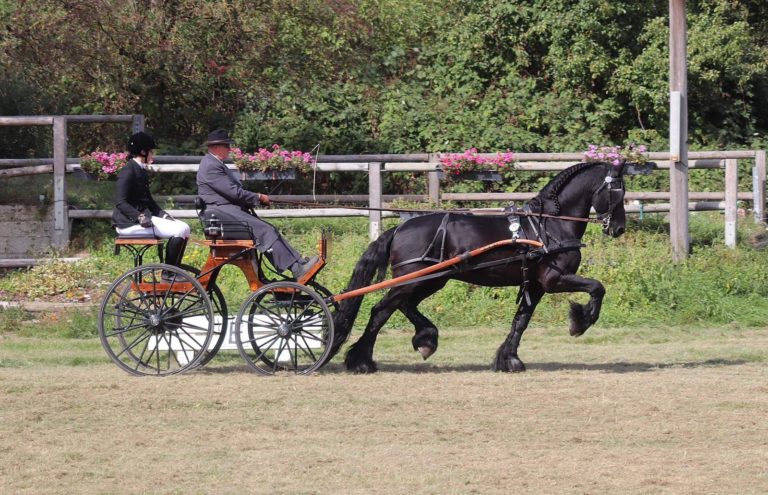 Hakon vom Bellihof_KHFotografie