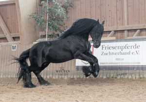 Hakon vom Bellihof, Zuchtschau Oberurff 2023, Foto: Dorn