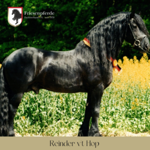 Friesenhengst Reinder v't Hop