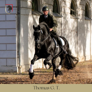 Friesenhengst Thomas G.T.