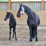 Zuchtschau Bellihof 2025_I